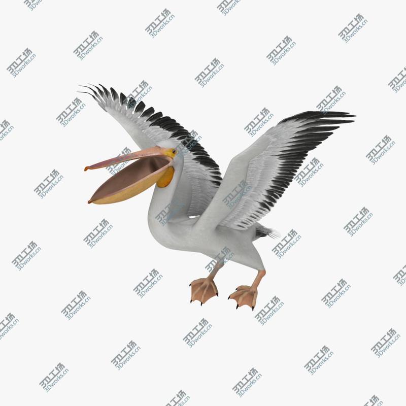 images/goods_img/202105074/Pelecanus Erythrorhynchos 'American White Pelican'/3.jpg